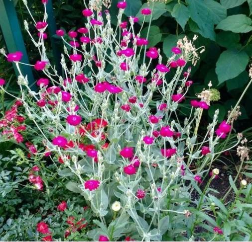 Silene coronaria Seeds | Rose Campion Silver Leaf Ornamental Flower