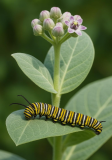 Calotropis Procera Seeds | Giant Milkweed Monarch Butterfly Host Plant