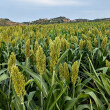 'Bainuo No.1' White Waxy Sorghum Seeds – Drought-Tolerant Edible Sorghum, Suitable for Brewing & Direct Consumption