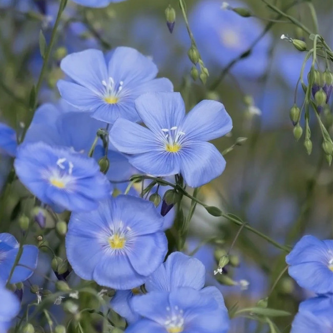 Blue Flax Seeds - Linum perenne, Sky Blue Wildflower, Low Maintenance Ornamental Perennial Herb