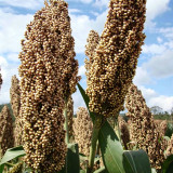 'Bainuo No.1' White Waxy Sorghum Seeds – Drought-Tolerant Edible Sorghum, Suitable for Brewing & Direct Consumption