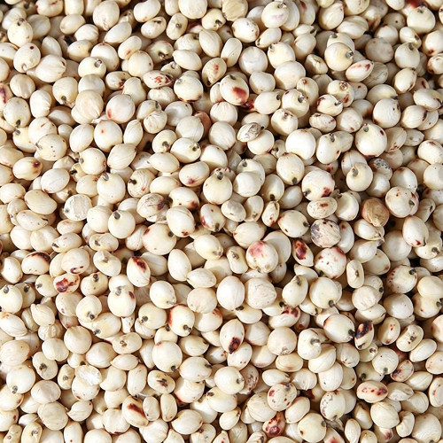 'Bainuo No.1' White Waxy Sorghum Seeds – Drought-Tolerant Edible Sorghum, Suitable for Brewing & Direct Consumption