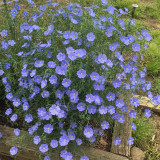 Blue Flax Seeds - Linum perenne, Sky Blue Wildflower, Low Maintenance Ornamental Perennial Herb