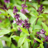 Licorice Basil Seeds – Ocimum basilicum var. thyrsiflora, Easy Grow Thai Herb, Ornamental & Culinary Basil