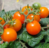 Orange Dream Micro Dwarf Tomato Seeds ~ Non-GMO