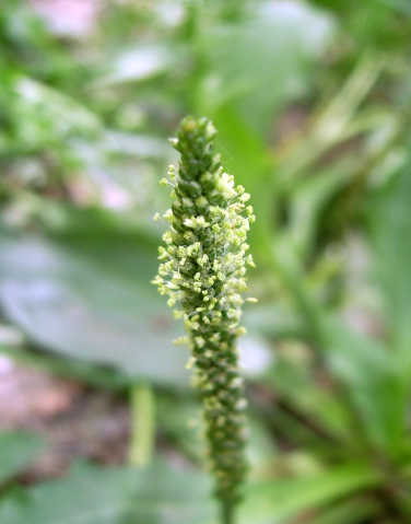 Plantago Asiatica Seeds | Chinese Plantain Medicinal Perennial Herb for TCM Garden