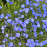 Blue Flax Seeds - Linum perenne, Sky Blue Wildflower, Low Maintenance Ornamental Perennial Herb