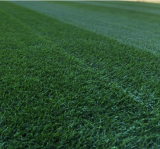 Midnight Kentucky Bluegrass Seeds | Poa Pratensis Dark Green Perennial Lawn Turf