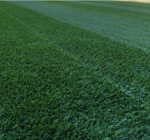 Midnight Kentucky Bluegrass Seeds | Poa Pratensis Dark Green Perennial Lawn Turf