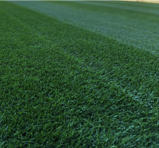 Midnight Kentucky Bluegrass Seeds | Poa Pratensis Dark Green Perennial Lawn Turf