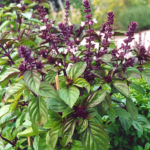 Licorice Basil Seeds – Ocimum basilicum var. thyrsiflora, Easy Grow Thai Herb, Ornamental & Culinary Basil