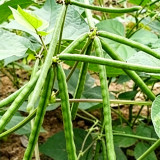 'Fenlüdou No.3' Mung Bean Seeds | Vigna radiata | High-Yield Drought-Tolerant Coarse Grain