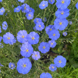 Blue Flax Seeds - Linum perenne, Sky Blue Wildflower, Low Maintenance Ornamental Perennial Herb