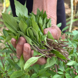 Licorice Basil Seeds – Ocimum basilicum var. thyrsiflora, Easy Grow Thai Herb, Ornamental & Culinary Basil