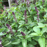 Licorice Basil Seeds – Ocimum basilicum var. thyrsiflora, Easy Grow Thai Herb, Ornamental & Culinary Basil