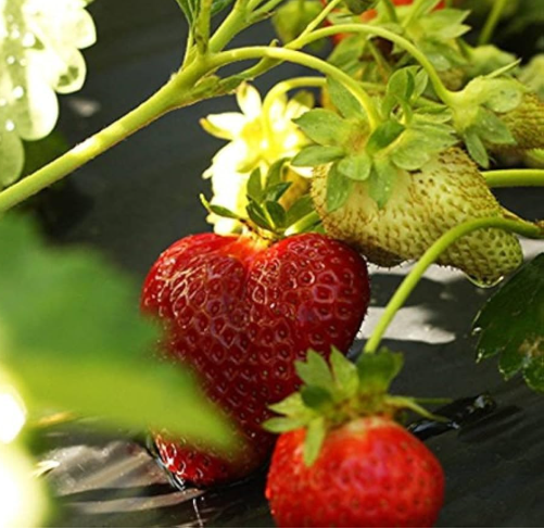 Chandler Springbearing Strawberry Bare Roots