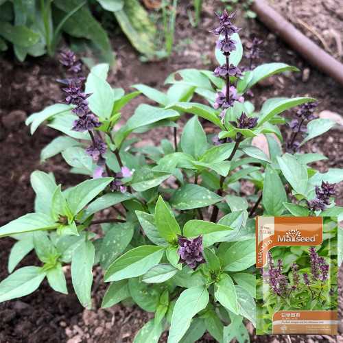 Licorice Basil Seeds – Ocimum basilicum var. thyrsiflora, Easy Grow Thai Herb, Ornamental & Culinary Basil