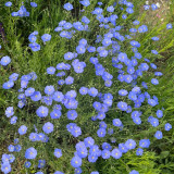 Blue Flax Seeds - Linum perenne, Sky Blue Wildflower, Low Maintenance Ornamental Perennial Herb