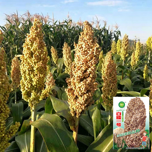 'Bainuo No.1' White Waxy Sorghum Seeds – Drought-Tolerant Edible Sorghum, Suitable for Brewing & Direct Consumption