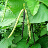 'Fenlüdou No.3' Mung Bean Seeds | Vigna radiata | High-Yield Drought-Tolerant Coarse Grain