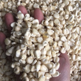 'White Horse Tooth Corn' Seeds - Zea mays, Heirloom Non-Hybrid Corn for Home Garden