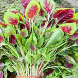 Large Round Leaf Red Amaranth Seeds | Amaranthus tricolor | Thick, Tender Leaves, Slow-Bolting Premium Variety