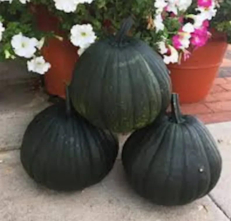 Dark Knight Pumpkin Seeds | Cucurbita pepo | Organic Dark Green Round Pumpkin
