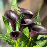 'Black Hero' Calla Lily Bulbs | Zantedeschia hybrida | Premium Ornamental Flower Bulb