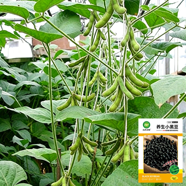 Small Black Soybean Seeds | Glycine max | High-Yield Mid-Maturing Black Bean, Nutrient-Rich, Easy to Grow
