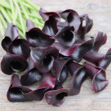 'Odessa' Calla Lily Bulbs - Zantedeschia hybrida, Dark Purple Flower Bulb for Garden & Container Plant