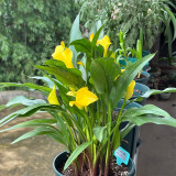 'Dana' Calla Lily Bulbs - Zantedeschia hybrida, Yellow Cut Flower Bulb for Garden & Container Plant