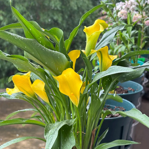 'Dana' Calla Lily Bulbs - Zantedeschia hybrida, Yellow Cut Flower Bulb for Garden & Container Plant