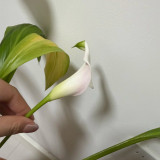 'Sweet Art' Calla Lily Bulbs | Zantedeschia hybrida | Pink Flower Bulb for Garden & Container Plant