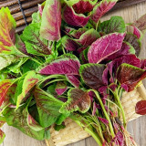 Large Round Leaf Red Amaranth Seeds | Amaranthus tricolor | Thick, Tender Leaves, Slow-Bolting Premium Variety