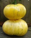 Pineapple Pig Tomato Seeds | Solanum lycopersicum Large Yellow Bi-color Beefsteak Slicing Tomato