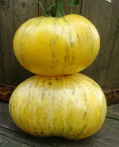 Pineapple Pig Tomato Seeds | Solanum lycopersicum Large Yellow Bi-color Beefsteak Slicing Tomato