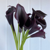 'Black Hero' Calla Lily Bulbs | Zantedeschia hybrida | Premium Ornamental Flower Bulb