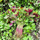 Large Round Leaf Red Amaranth Seeds | Amaranthus tricolor | Thick, Tender Leaves, Slow-Bolting Premium Variety