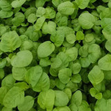 Green Round Leaf Amaranth Seeds | Amaranthus tricolor | Heat-Tolerant Fast-Growing Leafy Vegetable