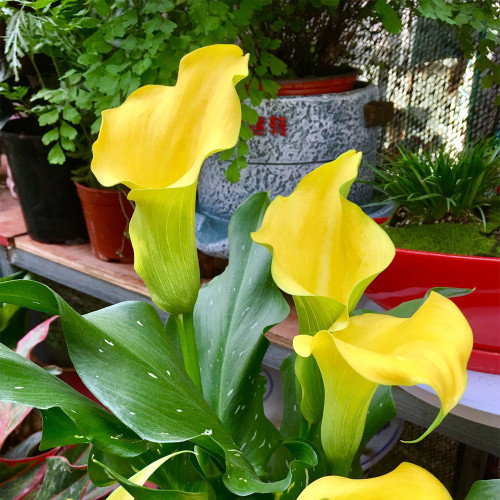 'Dana' Calla Lily Bulbs - Zantedeschia hybrida, Yellow Cut Flower Bulb for Garden & Container Plant