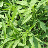 Green Willow Leaf Amaranth Seeds | Amaranthus tricolor | Fast-Growing, Easy-to-Grow Narrow-Leaf Vegetable