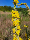 Verbascum Thapsus Seeds | Common Mullein Medicinal Herb for Herbal Tea