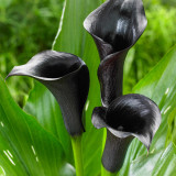 'Odessa' Calla Lily Bulbs - Zantedeschia hybrida, Dark Purple Flower Bulb for Garden & Container Plant