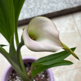'Sweet Art' Calla Lily Bulbs | Zantedeschia hybrida | Pink Flower Bulb for Garden & Container Plant