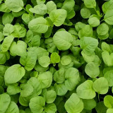 Green Round Leaf Amaranth Seeds | Amaranthus tricolor | Heat-Tolerant Fast-Growing Leafy Vegetable