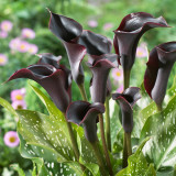 'Black Hero' Calla Lily Bulbs | Zantedeschia hybrida | Premium Ornamental Flower Bulb