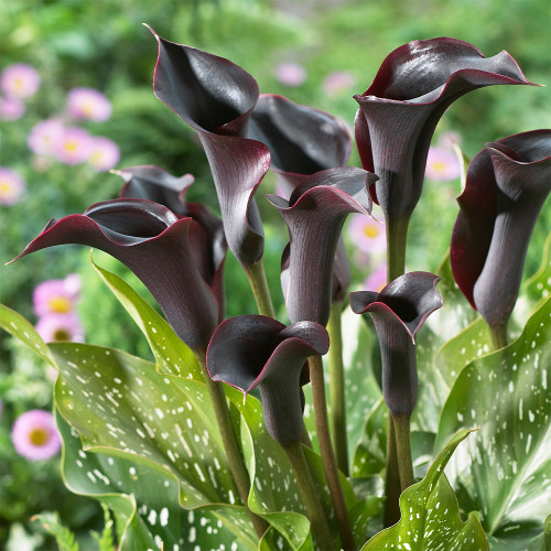 'Black Hero' Calla Lily Bulbs | Zantedeschia hybrida | Premium Ornamental Flower Bulb