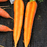 'Huangjian No.1' Carrot Seeds | Daucus carota subsp. sativus | 20-24cm Long High-Yield Variety