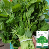 Green Round Leaf Amaranth Seeds | Amaranthus tricolor | Heat-Tolerant Fast-Growing Leafy Vegetable