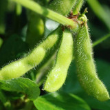 Small Black Soybean Seeds | Glycine max | High-Yield Mid-Maturing Black Bean, Nutrient-Rich, Easy to Grow